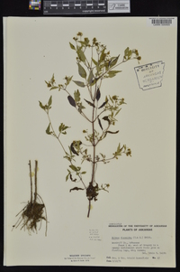 Bidens discoidea image