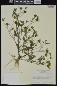 Bidens frondosa var. frondosa image