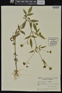 Bidens frondosa var. frondosa image