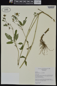 Bidens frondosa var. frondosa image