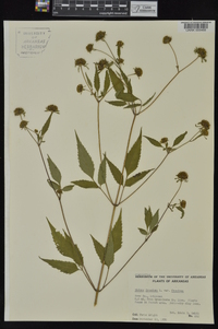 Bidens frondosa var. frondosa image