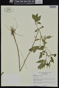 Bidens frondosa var. frondosa image