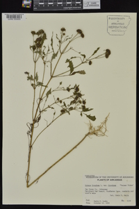 Bidens frondosa var. frondosa image