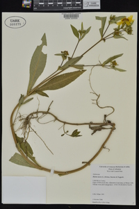 Bidens laevis image