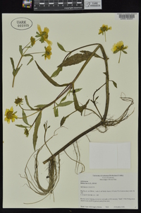 Bidens laevis image