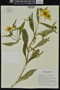 Bidens laevis image