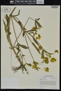 Bidens laevis image