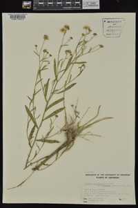 Boltonia asteroides var. recognita image