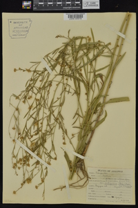 Boltonia asteroides image