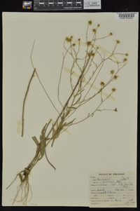 Boltonia asteroides image