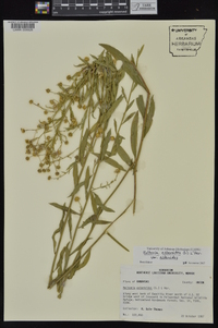 Boltonia asteroides image