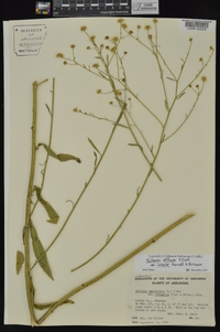 Boltonia diffusa image