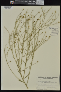 Boltonia diffusa image