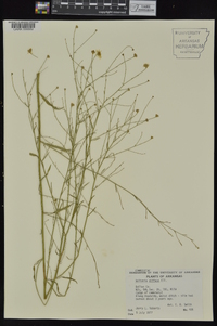 Boltonia diffusa image