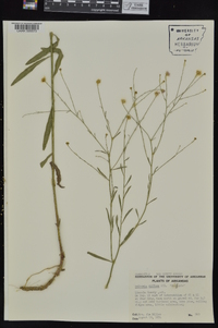 Boltonia diffusa image