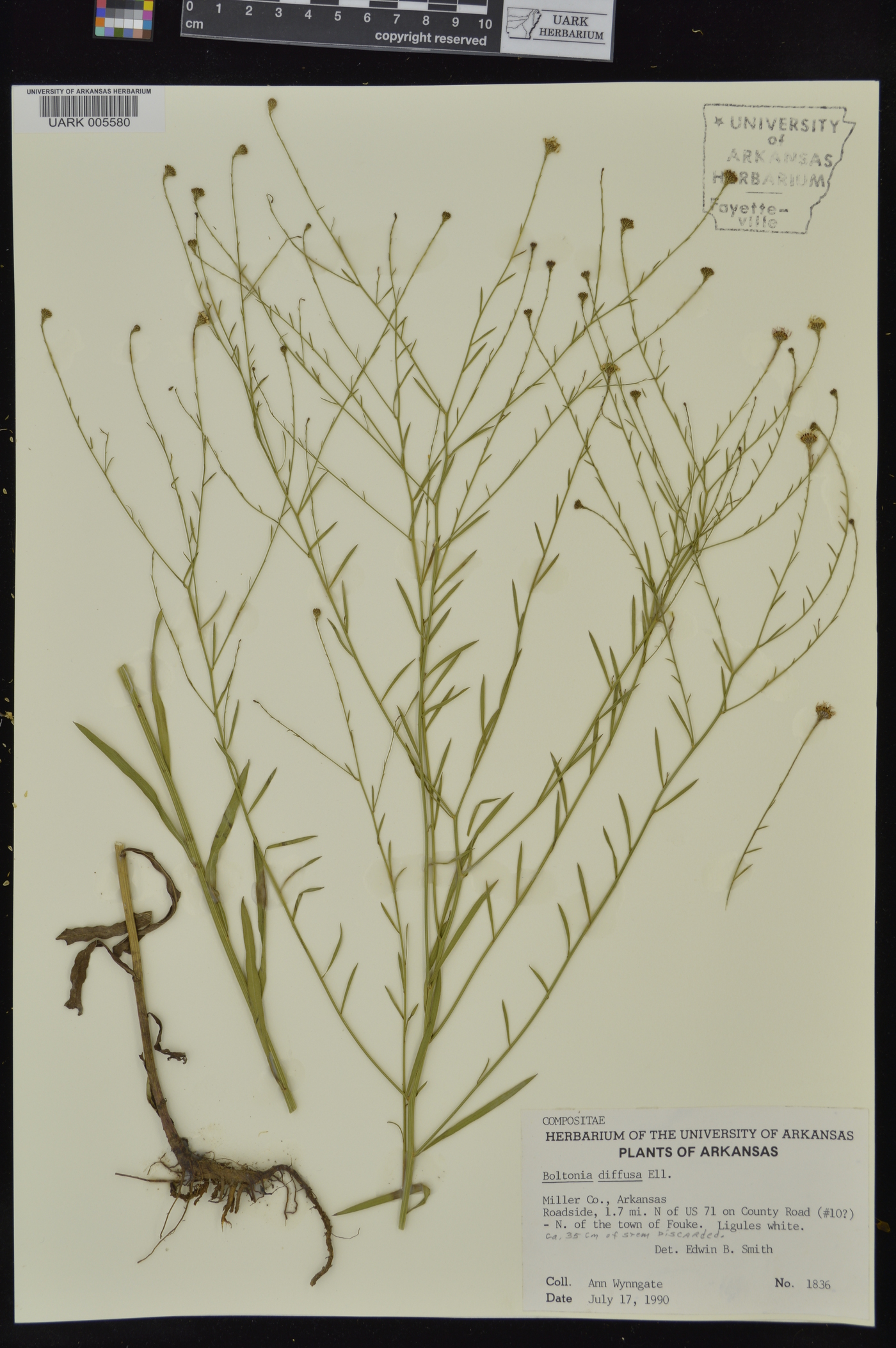 Boltonia diffusa image