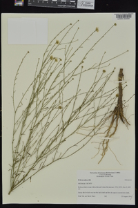 Boltonia diffusa image