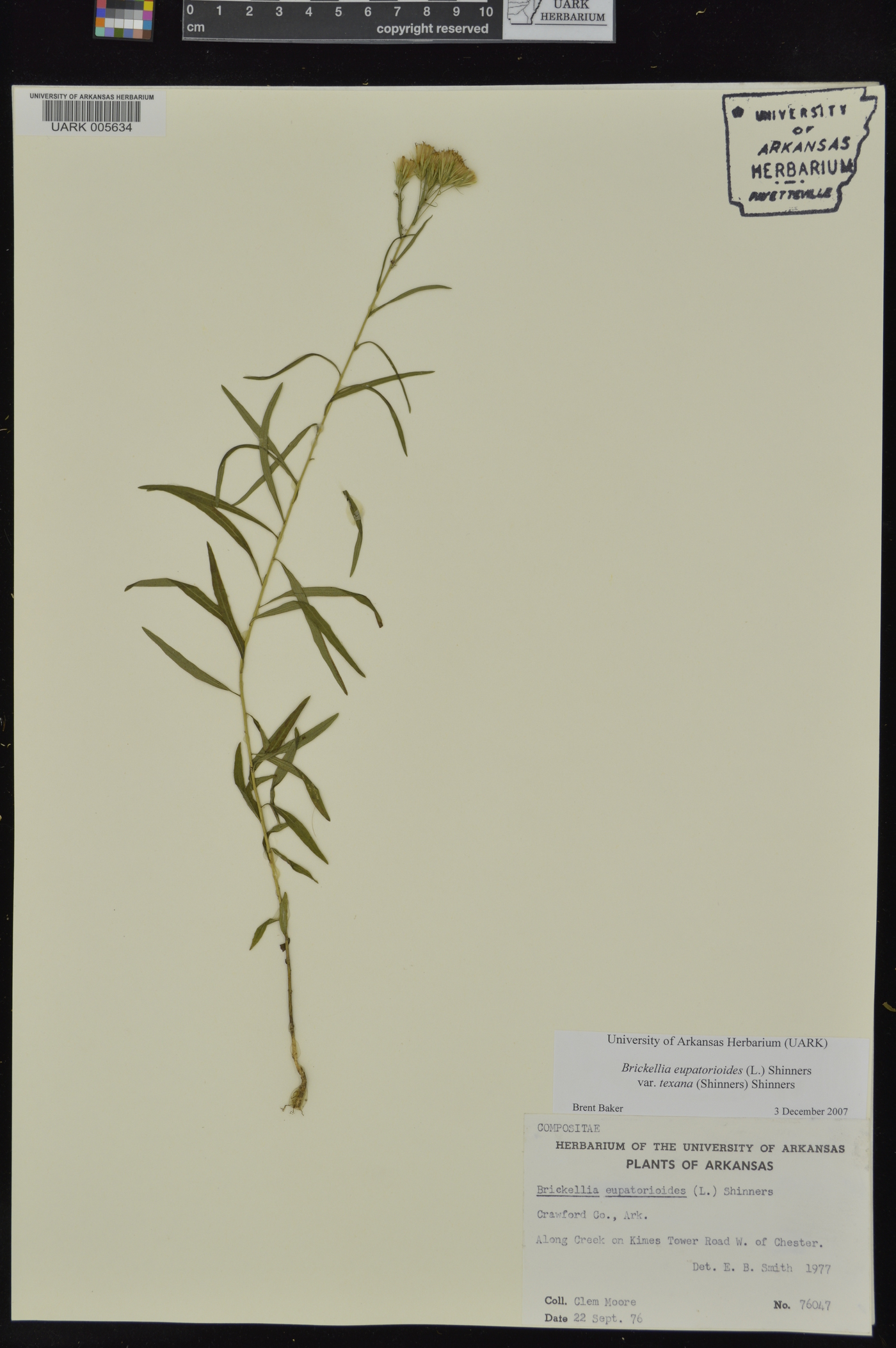 Brickellia eupatorioides var. texana image