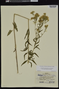 Brickellia eupatorioides var. texana image