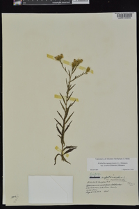 Brickellia eupatorioides var. texana image