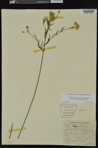 Brickellia eupatorioides var. texana image