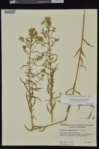 Brickellia eupatorioides image