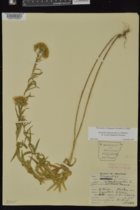 Brickellia eupatorioides image