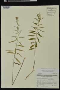 Brickellia eupatorioides var. texana image