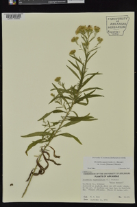 Brickellia eupatorioides var. texana image