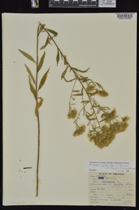 Brickellia eupatorioides image