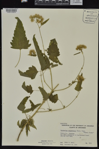 Brickellia grandiflora image