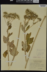 Arnoglossum atriplicifolium image