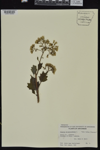 Arnoglossum atriplicifolium image