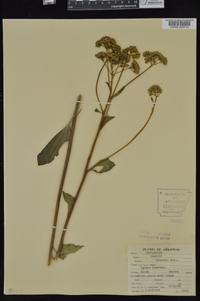 Arnoglossum plantagineum image