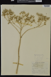 Arnoglossum plantagineum image