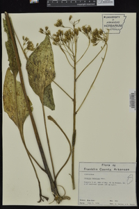 Arnoglossum plantagineum image