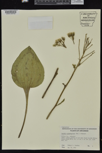 Arnoglossum plantagineum image