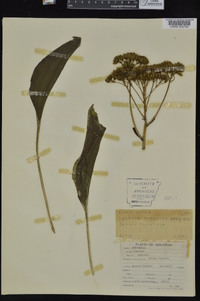 Arnoglossum plantagineum image