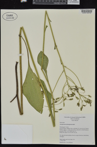 Arnoglossum plantagineum image