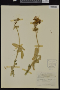 Calendula officinalis image