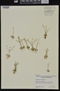 Chaetopappa asteroides var. asteroides image