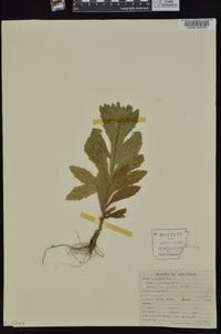 Bradburia pilosa image