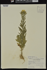 Bradburia pilosa image