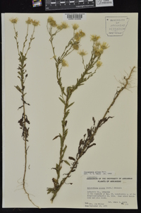 Bradburia pilosa image