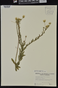 Bradburia pilosa image