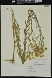 Bradburia pilosa image