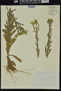Chrysopsis pilosa image
