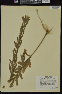 Bradburia pilosa image