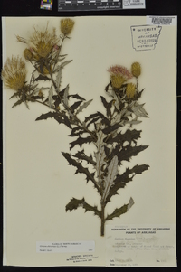 Cirsium altissimum image