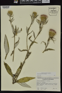 Cirsium altissimum image